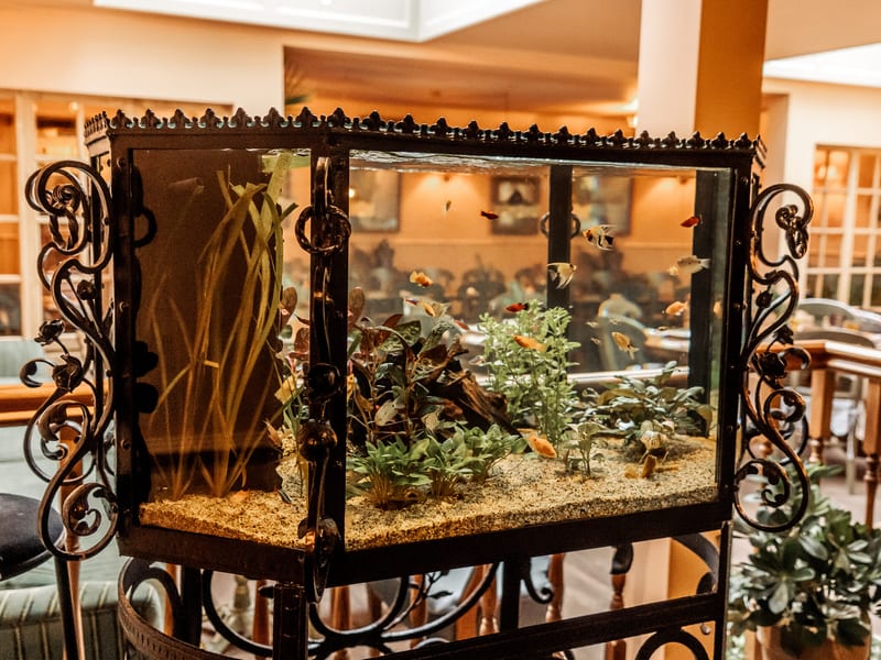 The old aquarium in the dining room