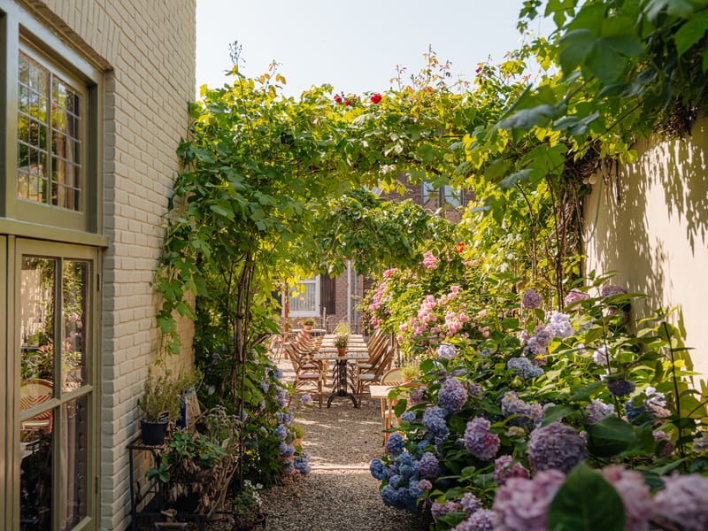 Hydrangeas along the side wall of the restaurant