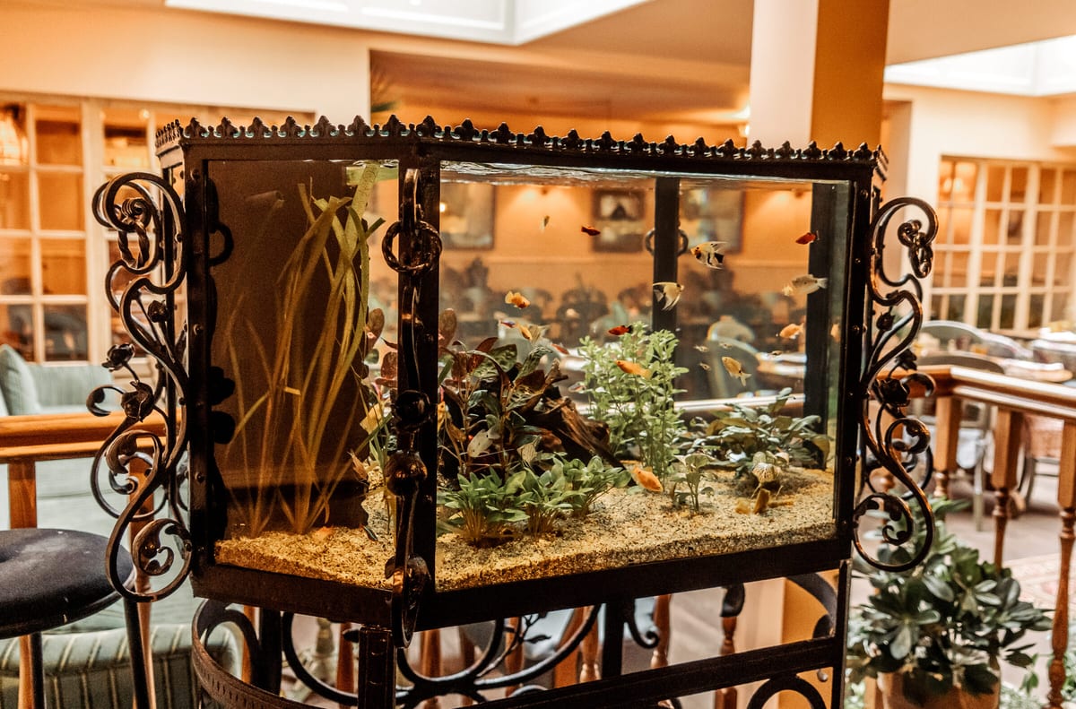 Het oude aquarium in de zaal van Hendrik Amsterdam